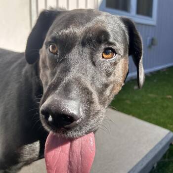 Cedric -  Chocolate Labrador Retriever and Beagle Dog for Adoption in Bedford, New Hampshire - Cedric | PetCurious