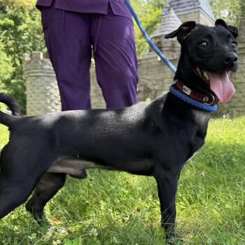 Blake -  Chihuahua and Dachshund Dog for Adoption in Latrobe, Pennsylvania - Blake | PetCurious