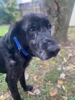 Rescue Labrador Retriever and Mixed Breed Dogs for Adoption in Fayetteville, Arkansas - Columbo | PetCurious