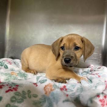 Captain Hook Reeves 1209 -  Hound Dog for Adoption in Loxahatchee Groves, Florida - Captain Hook Reeves 1209 | PetCurious