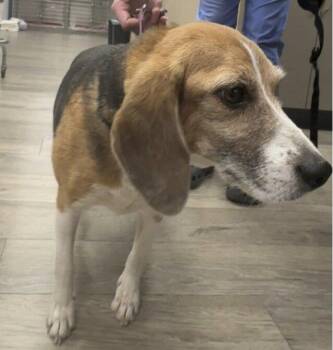Beagle Dogs Available for Adoption - Tika | PetCurious