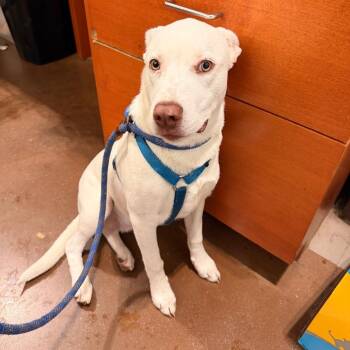 Boo -  Labrador Retriever and Mixed Breed Dog for Adoption in Lynchburg, Virginia - Boo | PetCurious