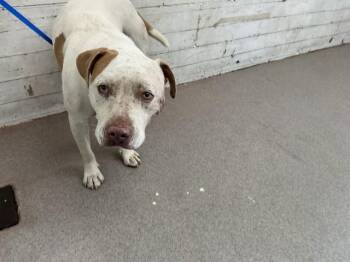 LUKE SKYWALKER -  Pit Bull Terrier Dog for Adoption in San Bernardino, California - LUKE SKYWALKER | PetCurious