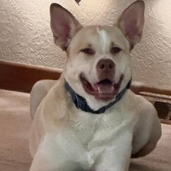Alaskan Malamute Dogs Available for Adoption in Ottawa Hills, Ohio - ZZ - Classified Ad - Baylor (Courtesy Listing - Not Affiliated W | PetCurious