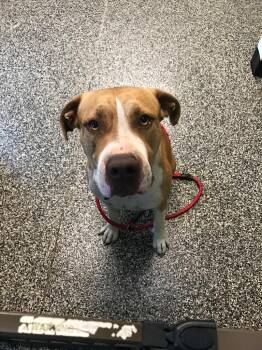 Chevy -  Mixed Breed Dog for Adoption in Columbia, Tennessee - Chevy | PetCurious