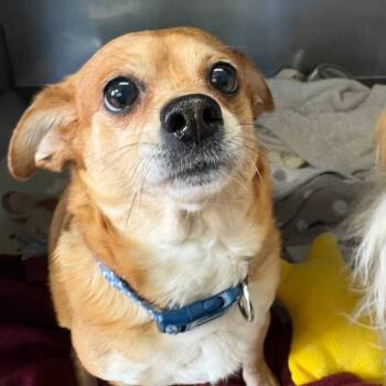 Rescue Mixed Breed Dogs for Adoption in Saint Charles, Missouri - Chloe | PetCurious