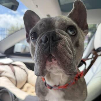 Cash -  French Bulldog Dog for Adoption in Atlanta, Georgia - Cash | PetCurious