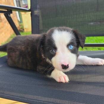 Anson -  Australian Shepherd and Mixed Breed Dog for Adoption in Brownsboro, Alabama - Anson | PetCurious