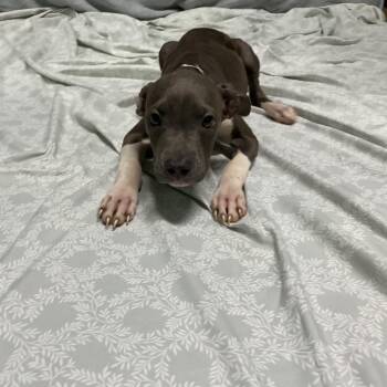 IVHS-A-143008 -  Pit Bull Terrier Dog for Adoption in San Gabriel, California - IVHS-A-143008 | PetCurious