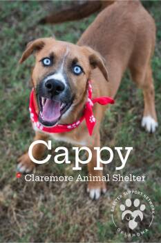 CAPPY -  Mixed Breed Dog for Adoption in Claremore, Oklahoma - CAPPY | PetCurious