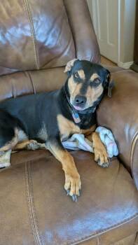 German Pinscher Dogs Available for Adoption in Parker, Colorado - Huff | PetCurious