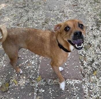 JoJo -  Terrier and Mixed Breed Dog for Adoption in New Orleans, Louisiana - JoJo | PetCurious