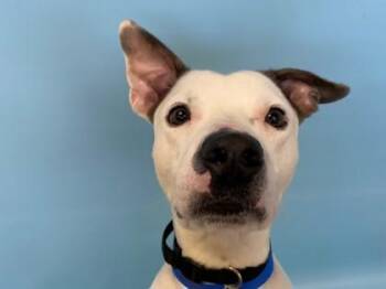 Toyota -  Pit Bull Terrier and Mixed Breed Dog for Adoption in Woodbury, Minnesota - Toyota | PetCurious