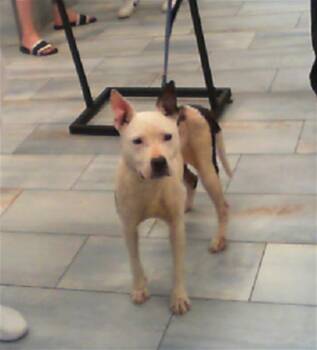 Mixed Breed Dogs Available for Adoption in Charlotte, North Carolina - ELLE | PetCurious