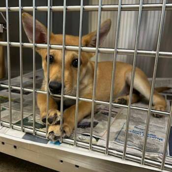 Mixed Breed Dogs Available for Adoption in Knoxville, Tennessee - Clapton | PetCurious