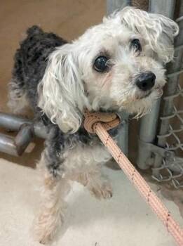 Leah (53638) -  Miniature Poodle and Yorkshire Terrier Dog for Adoption in Columbia, Maryland - Leah (53638) | PetCurious