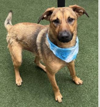 Sonar -  Shepherd and Terrier Dog for Adoption in Bloomfield, Connecticut - Sonar | PetCurious