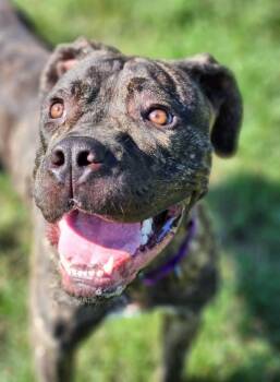 Rescue Cane Corso and American Staffordshire Terrier Dogs for Adoption in Houston, Texas - Annie | PetCurious