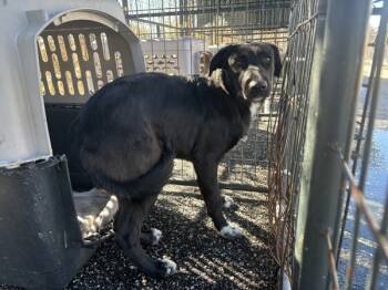Rescue Labrador Retriever Dogs for Adoption in Mobile, Alabama - Shadow | PetCurious