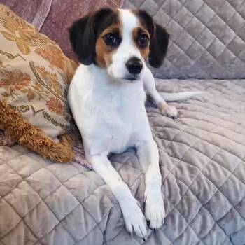 Rescue Beagle Dogs for Adoption in Blacksburg, Virginia - Marmee | PetCurious