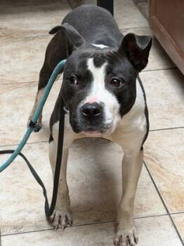 Rescue Mixed Breed Dogs for Adoption in Cincinnati, Ohio - Tow Yard | PetCurious