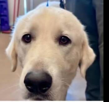 Danny -  Great Pyrenees and Labrador Retriever Dog for Adoption in Dallas, Texas - Danny | PetCurious