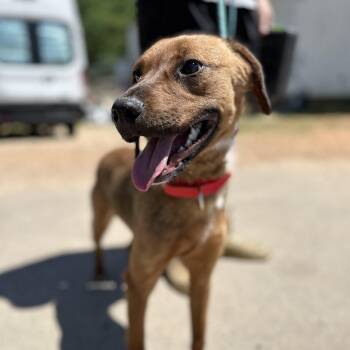 Labrador Retriever Dogs Available for Adoption in Columbia, South Carolina - Patsy | PetCurious