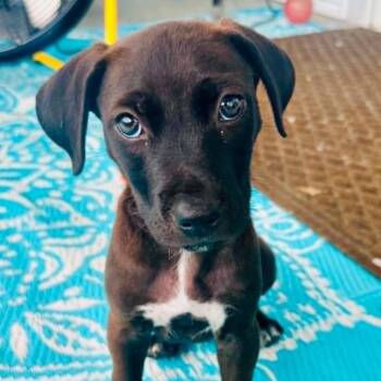 Pipsqueek -  Mixed Breed Dog for Adoption in East Hanover, New Jersey - Pipsqueek | PetCurious