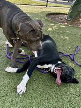 Crocus -  Mixed Breed Dog for Adoption in Wichita, Kansas - Crocus | PetCurious