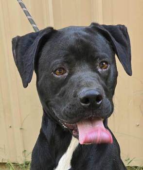 Rescue Pit Bull Terrier and Rottweiler Dogs for Adoption in New York, New York - Tahoe *foster Needed* | PetCurious