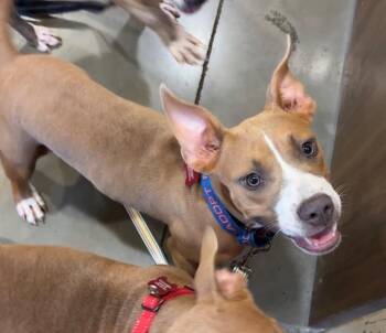 Mojito -  Pit Bull Terrier Dog for Adoption in Austin, Texas - Mojito | PetCurious