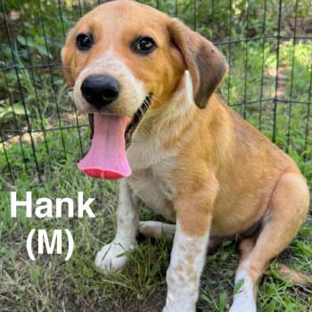 Hank -  Hound and Labrador Retriever Dog for Adoption in Wadena, Minnesota - Hank | PetCurious