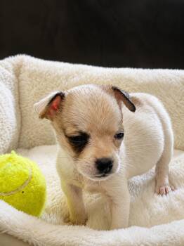 Itty Bitty -  Chihuahua Dog for Adoption in Lakemont, Georgia - Itty Bitty | PetCurious