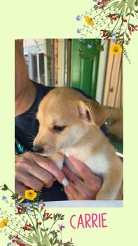 Carrie -  Chihuahua Dog for Adoption in Eugene, Oregon - Carrie | PetCurious