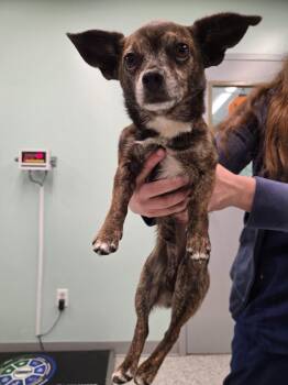 Pee Wee -  Chihuahua Dog for Adoption in Athens, Tennessee - Pee Wee | PetCurious