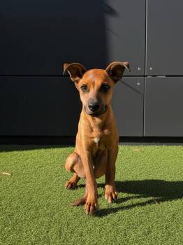 Chomps -  Shepherd Dog for Adoption in El Centro, California - Chomps | PetCurious