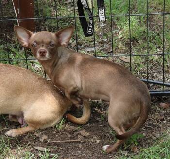 Rescue Chiweenie Dogs for Adoption in Bandera, Texas - Minnie | PetCurious