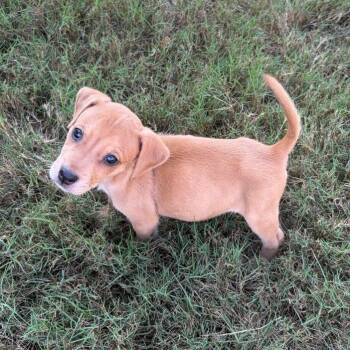 Ice Tea -  Terrier and Mixed Breed Dog for Adoption in Brownsboro, Alabama - Ice Tea | PetCurious