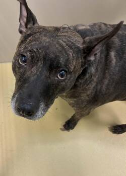 Terrier Dogs Available for Adoption - Patty Cake | PetCurious