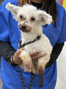 Poodle Dogs Available for Adoption - EDMUND | PetCurious