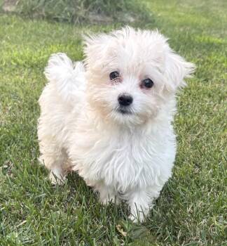 Cirrus -  Poodle and Maltese Dog for Adoption in Minneapolis, Minnesota - Cirrus | PetCurious