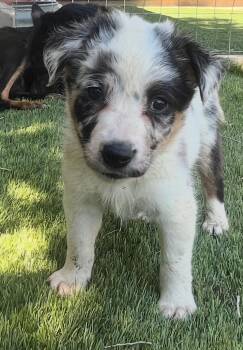 Stella -  Australian Shepherd Dog for Adoption in Longmont, Colorado - Stella | PetCurious