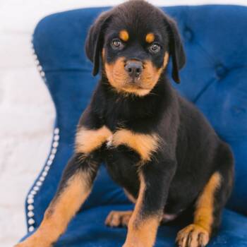 Guadalupe -  Rottweiler Dog for Adoption in Zionsville, Indiana - Guadalupe | PetCurious