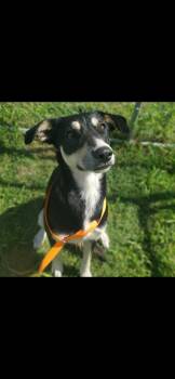 Rescue German Shepherd Dog Dogs for Adoption in Amarillo, Texas - Stormie | PetCurious