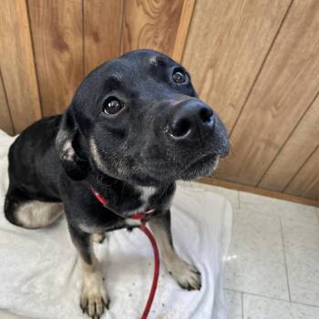 Mixed Breed Dogs Available for Adoption - Aladdin | PetCurious
