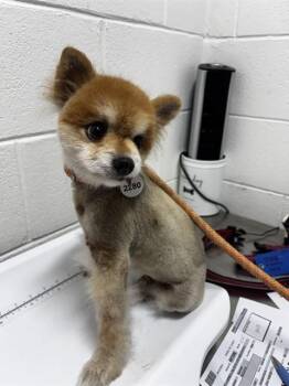 A573506 -  Pomeranian Dog for Adoption - A573506 | PetCurious