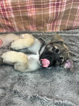 Husky and Presa Canario Dogs Available for Adoption in Phoenix, Arizona - Pimienta | PetCurious