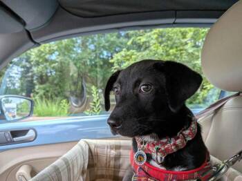 Kula -  Terrier Dog for Adoption in Candler, North Carolina - Kula | PetCurious