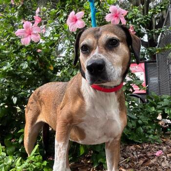 Dazy -  Terrier Dog for Adoption in Tampa, Florida - Dazy | PetCurious