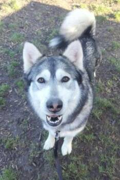 Siberian Husky Dogs Available for Adoption - Rennie | PetCurious